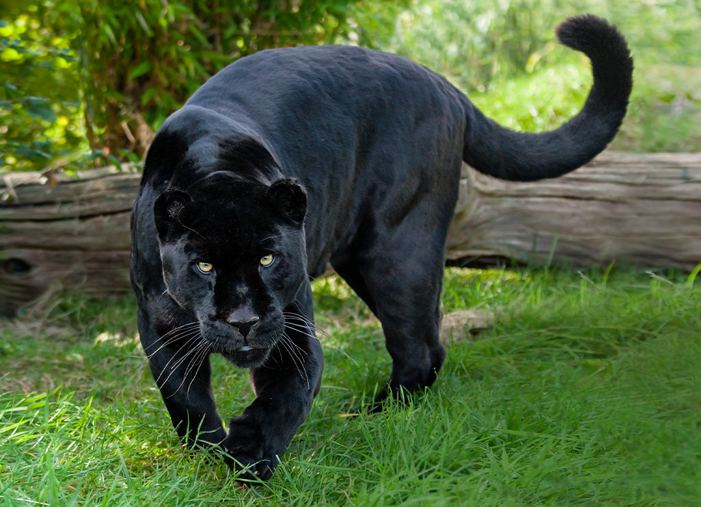 Protecting the Mysterious Black Jaguar – Chantecaille