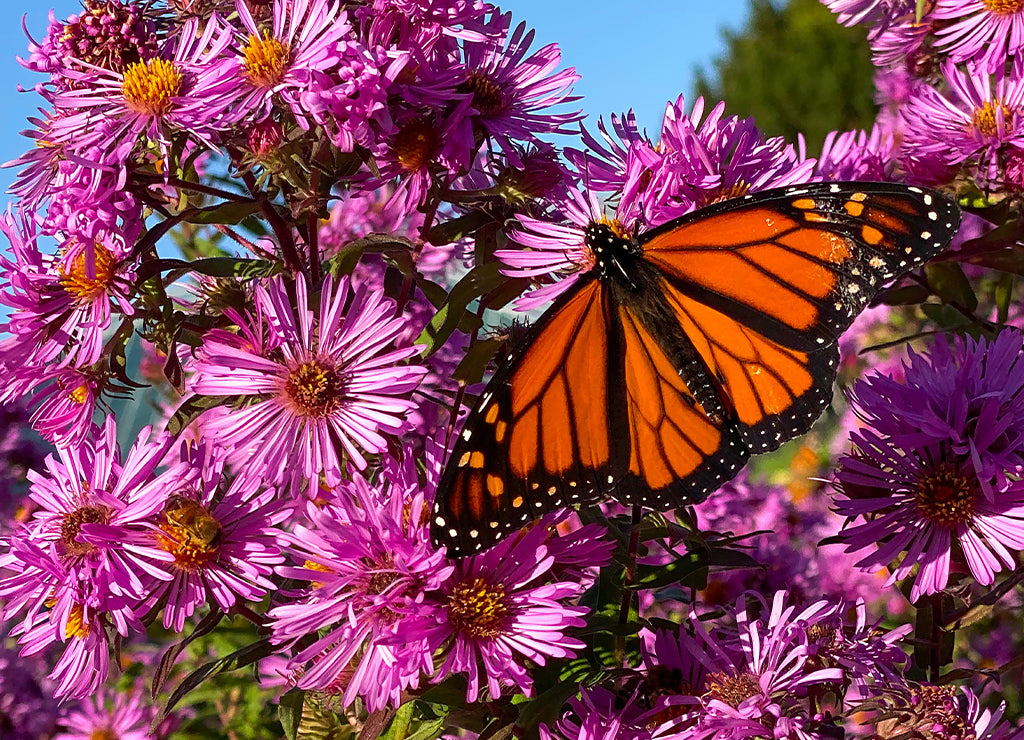 XercesBlog_Thumb_cca6d1a6-6cd4