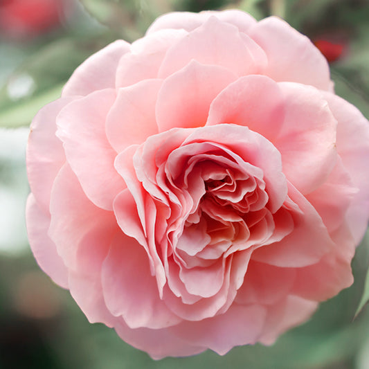 products/Fragrance_Darby-Rose_600x600_ee23a4f8-5063-4e04-92ea-a61237d1fcfe.jpg