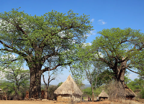 Baobab Oil: From Your Lips to This Tree