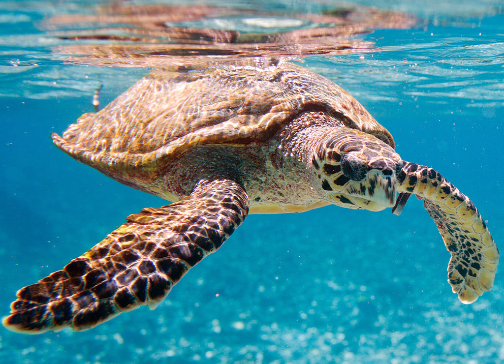 Turning The Tide For Sea Turtles – Chantecaille