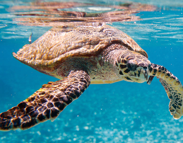 Turning The Tide For Sea Turtles