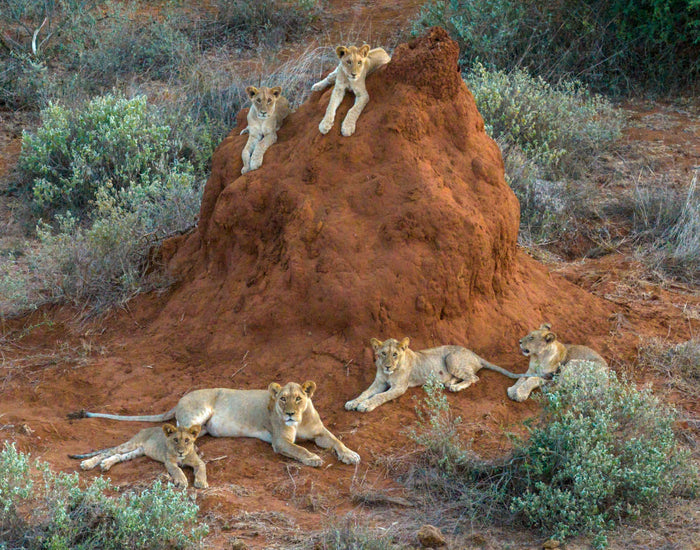 Game Changers: How Lion Guardians Are Solving How Humans and Lions Coexist