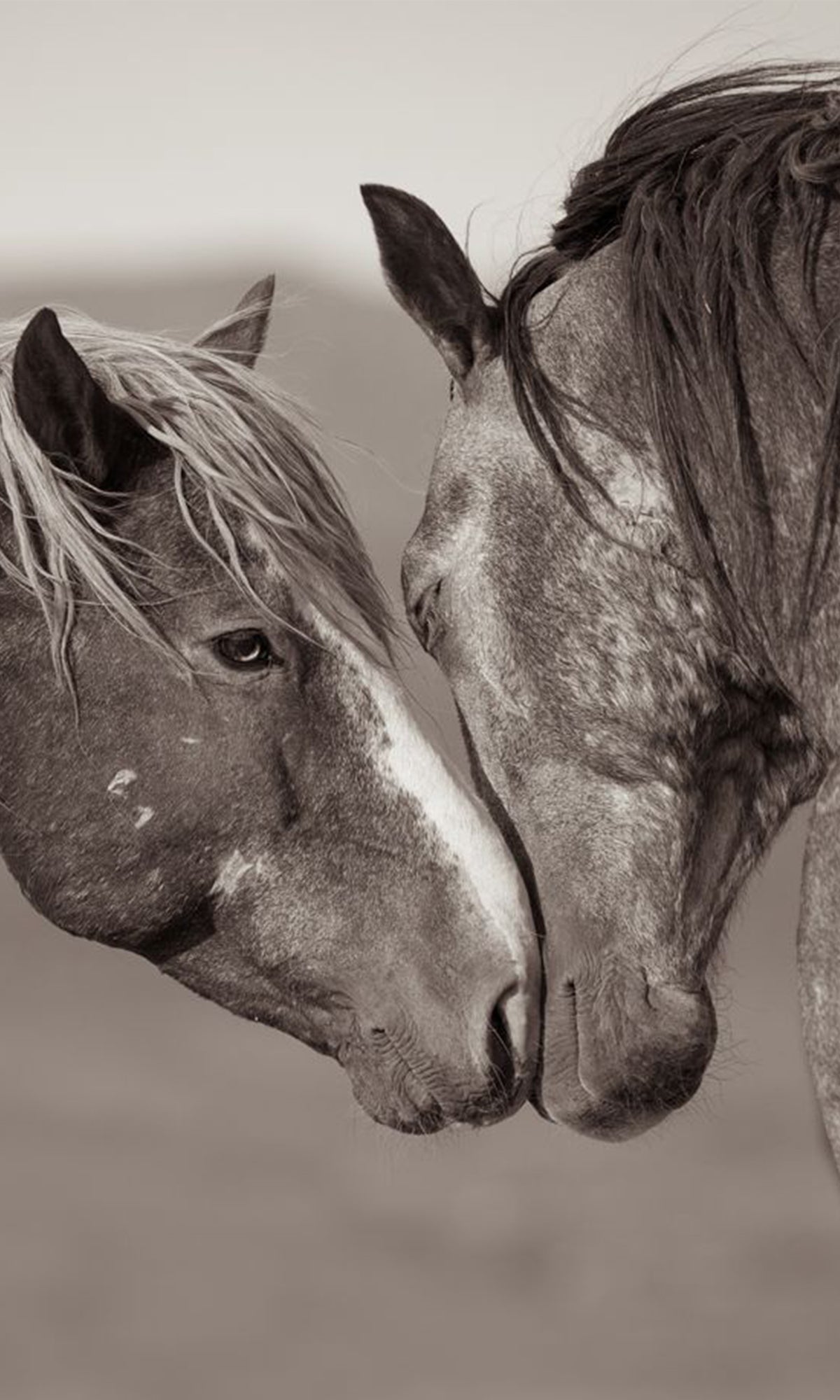 Why You Should Care About America’s Last Wild Horses – Chantecaille