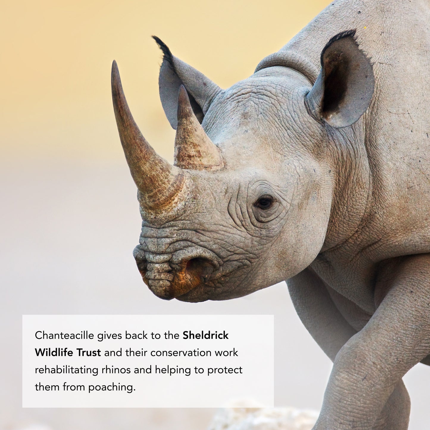 Rhinoceros