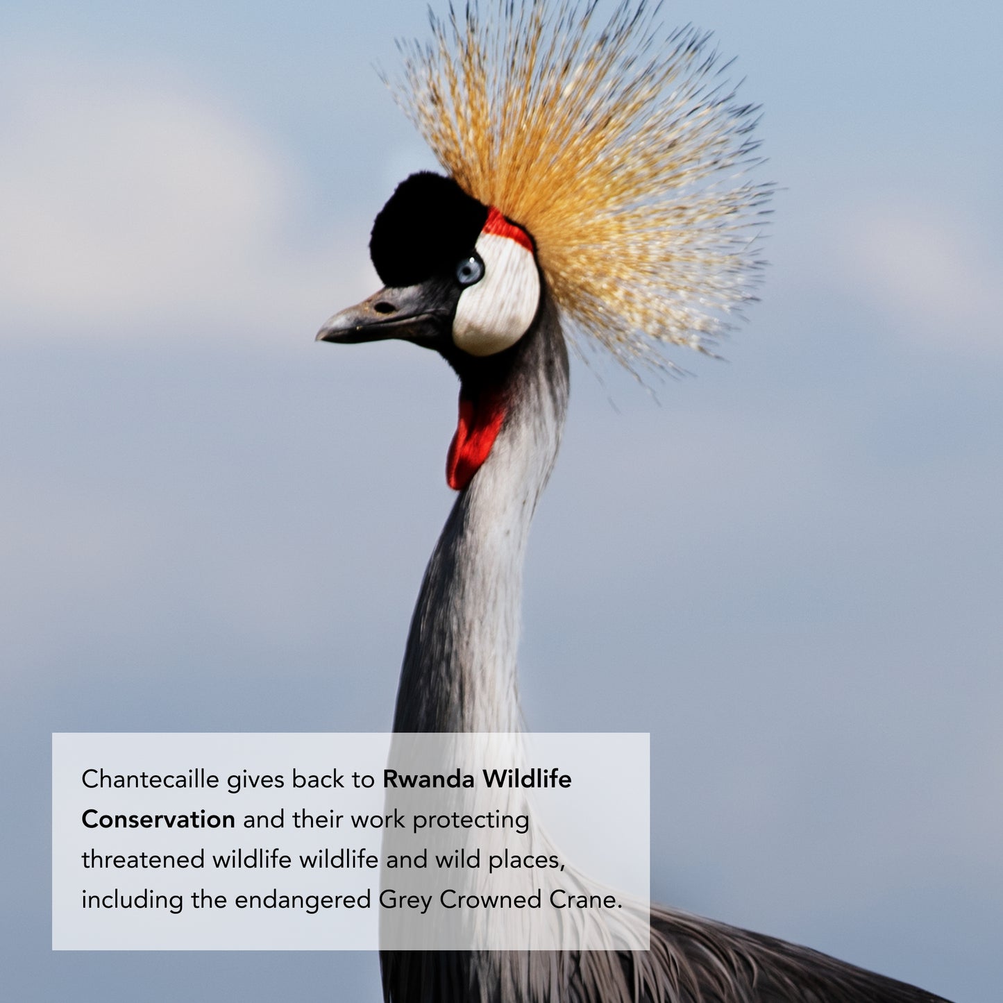 Crane