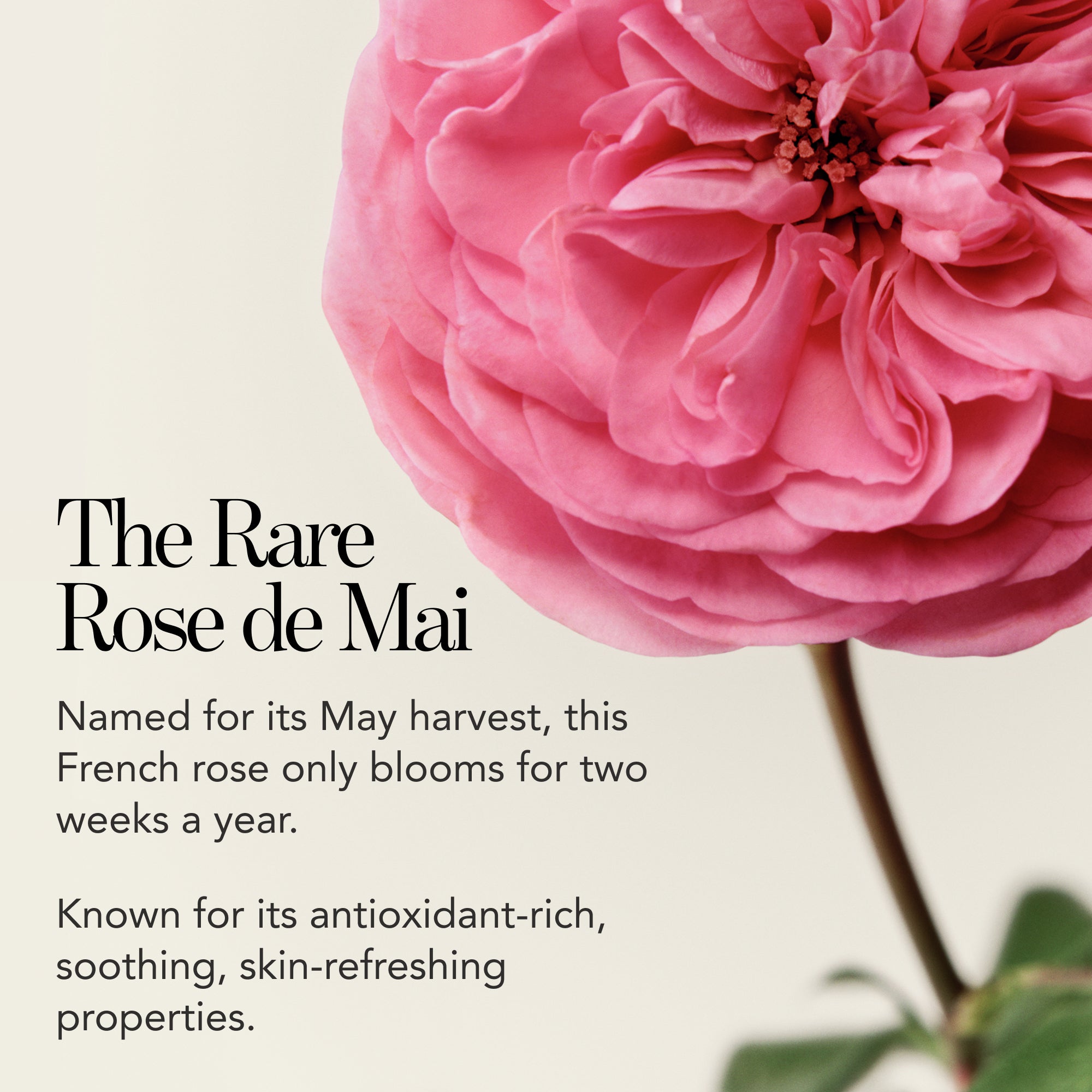 Chantecaille Rose de Mai Face Oil | Supercharged & De-Aging Face