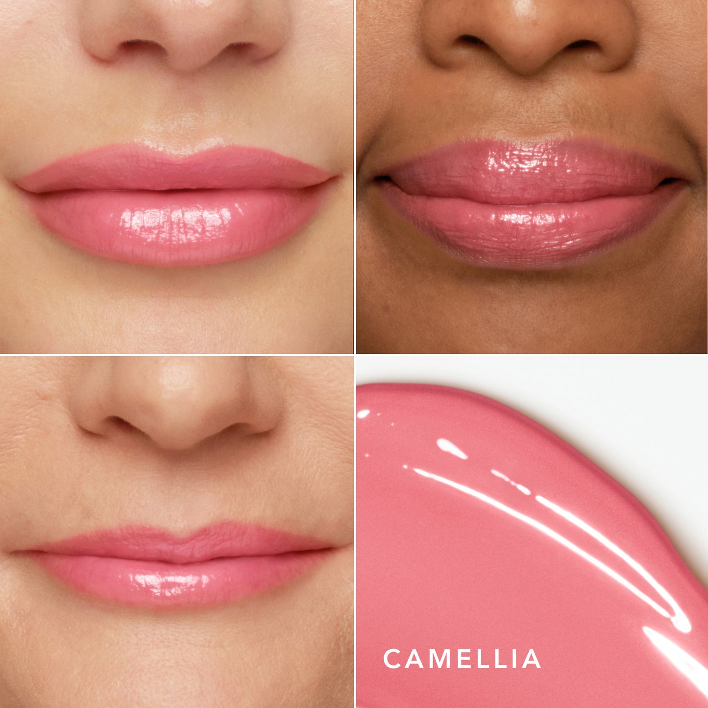 Camellia