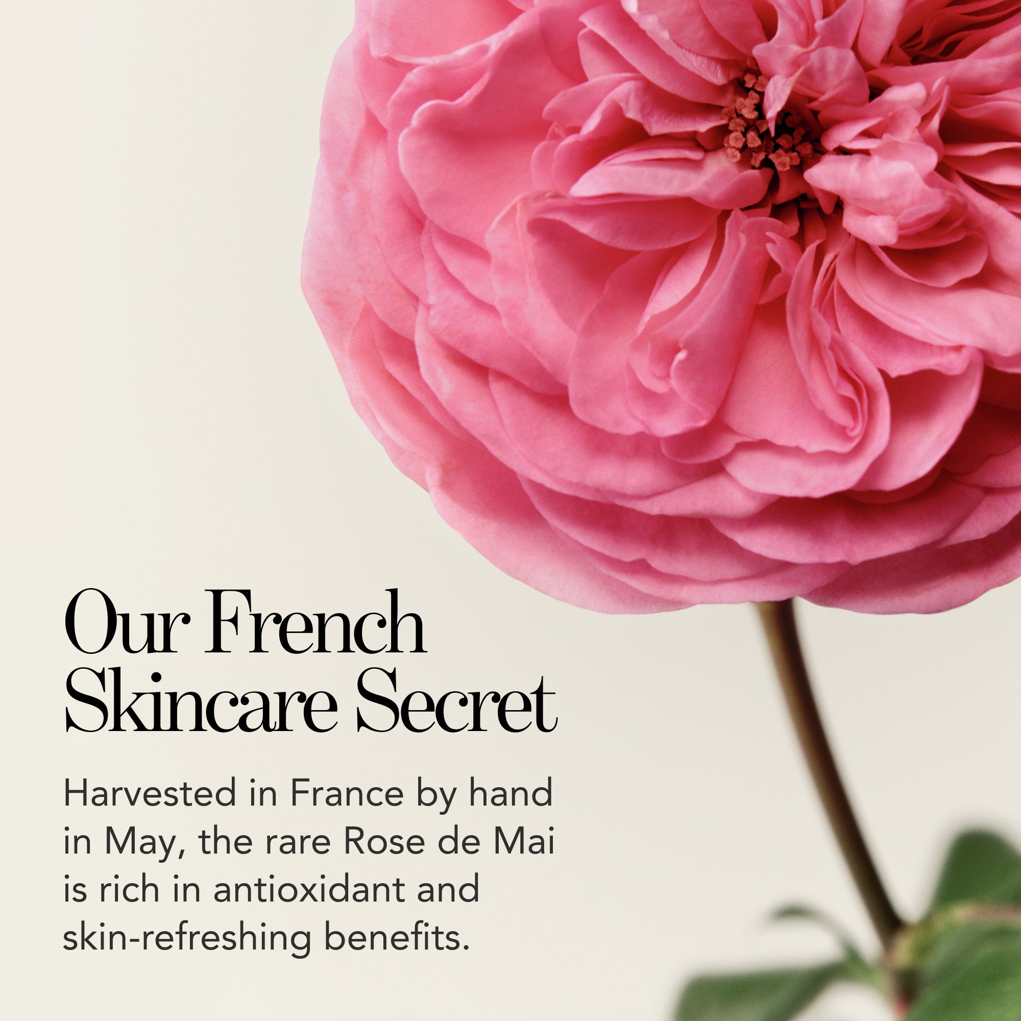 Pure Rosewater Travel Size – Chantecaille