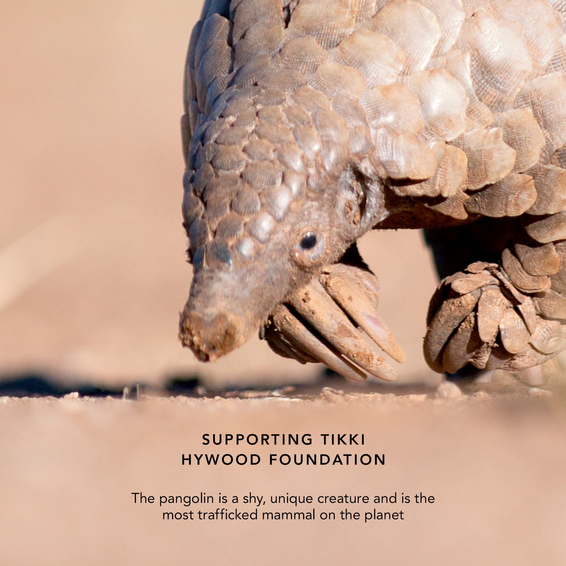 Pangolin