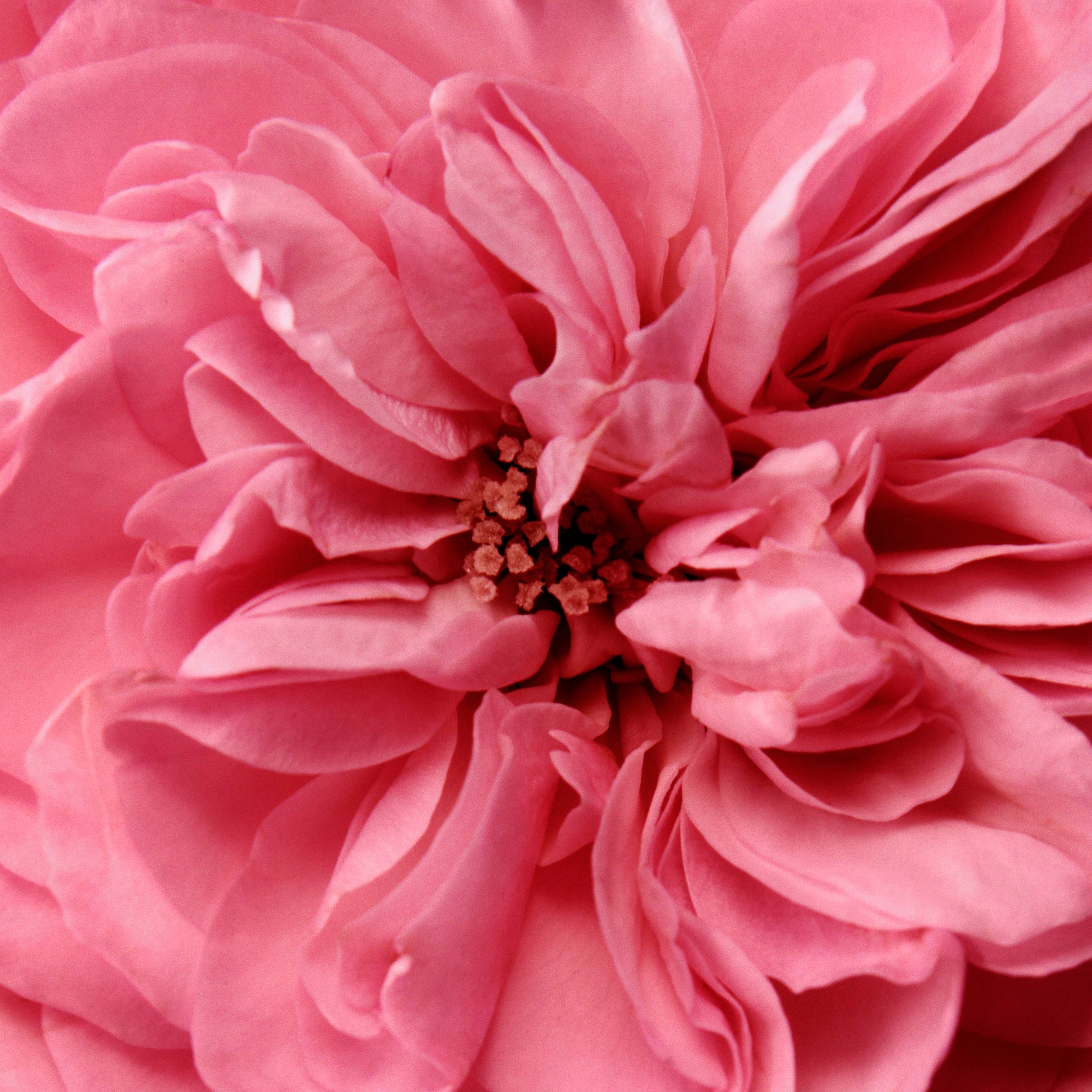 Rose de Mai Cleansing Balm – Chantecaille